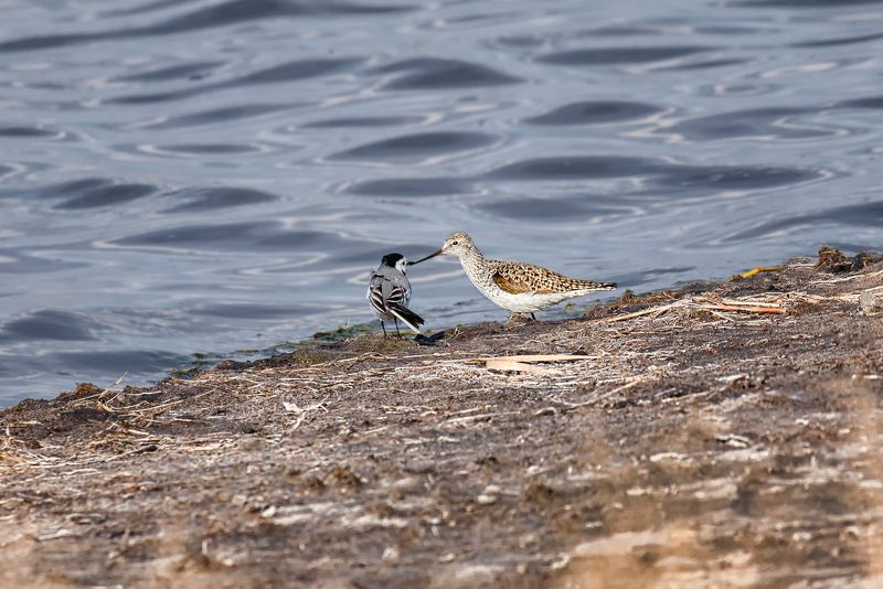 птицы трясогузка белая, поручейник, кулик, приятели, озеро, весна, приятели.. фото превью