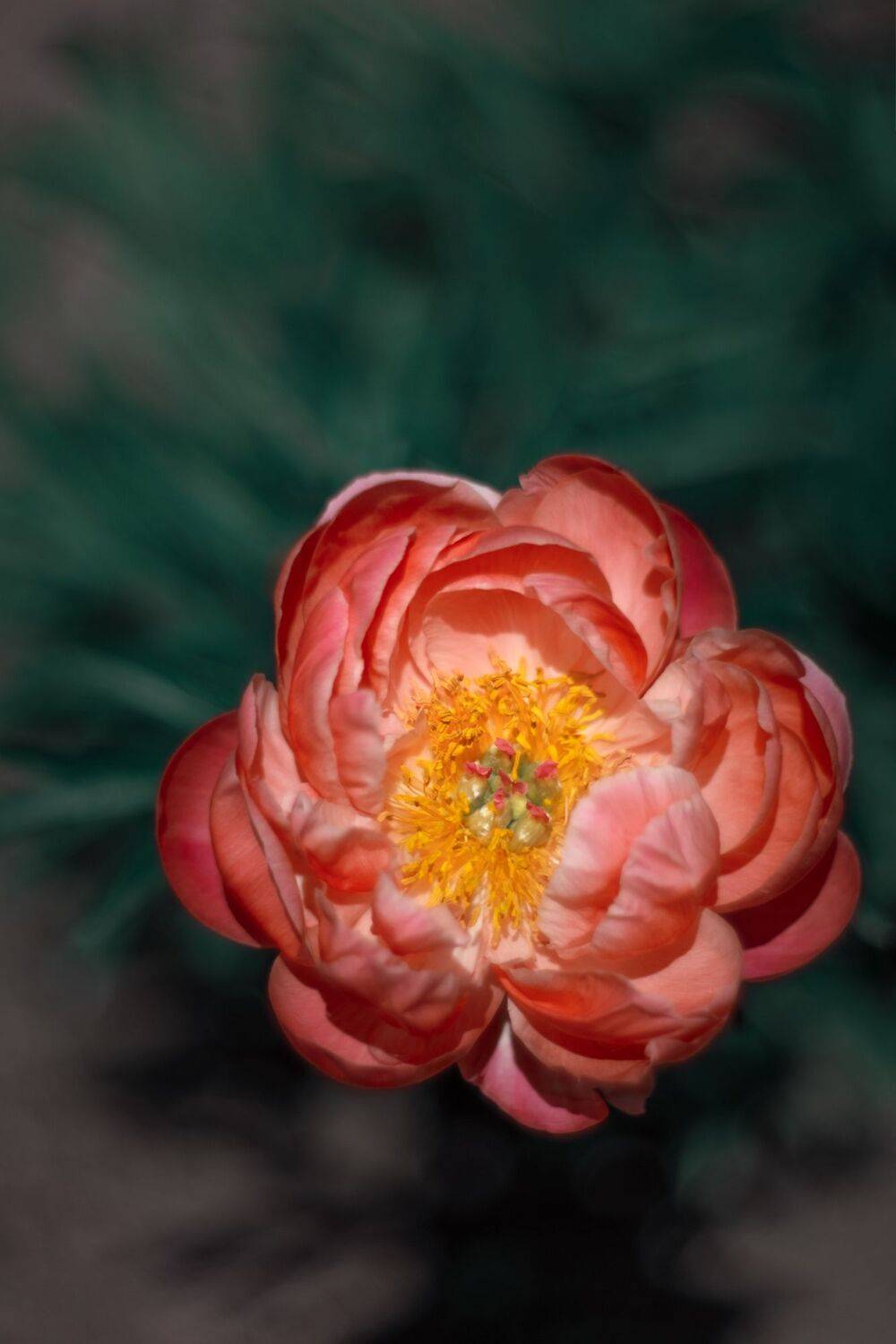 flowers,yellow,green,,bokeh,nature,light, Борислав Алексиев