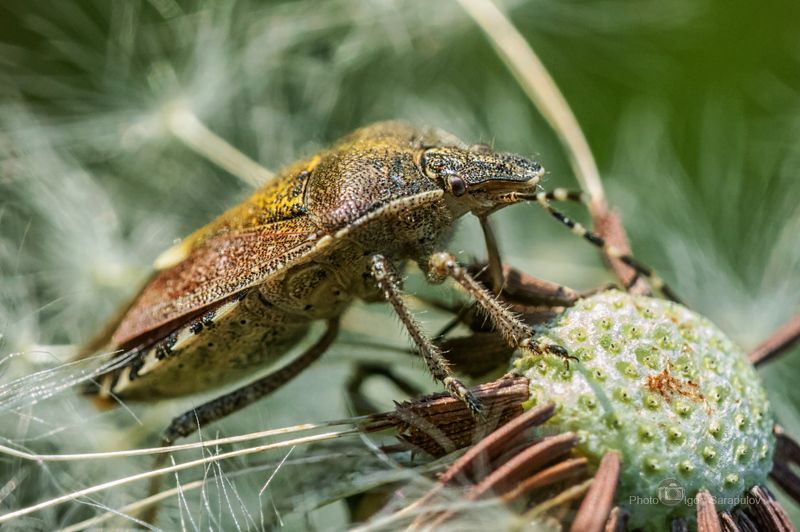 Царь лысой горы фото превью