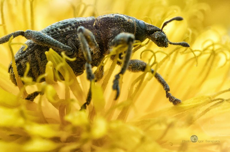 В дебрях макромира фото превью