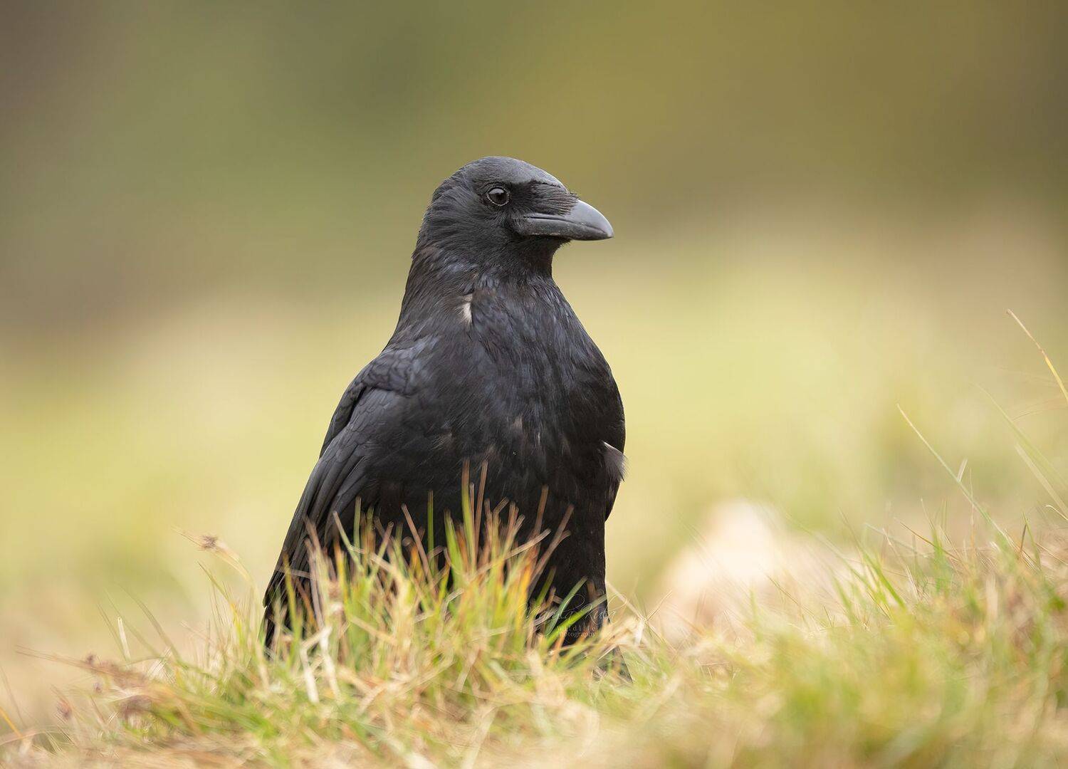 Crow, Birds, Nature, Wildlife, Canon, Sigma, MARIA KULA
