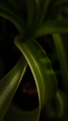 Огородная весна