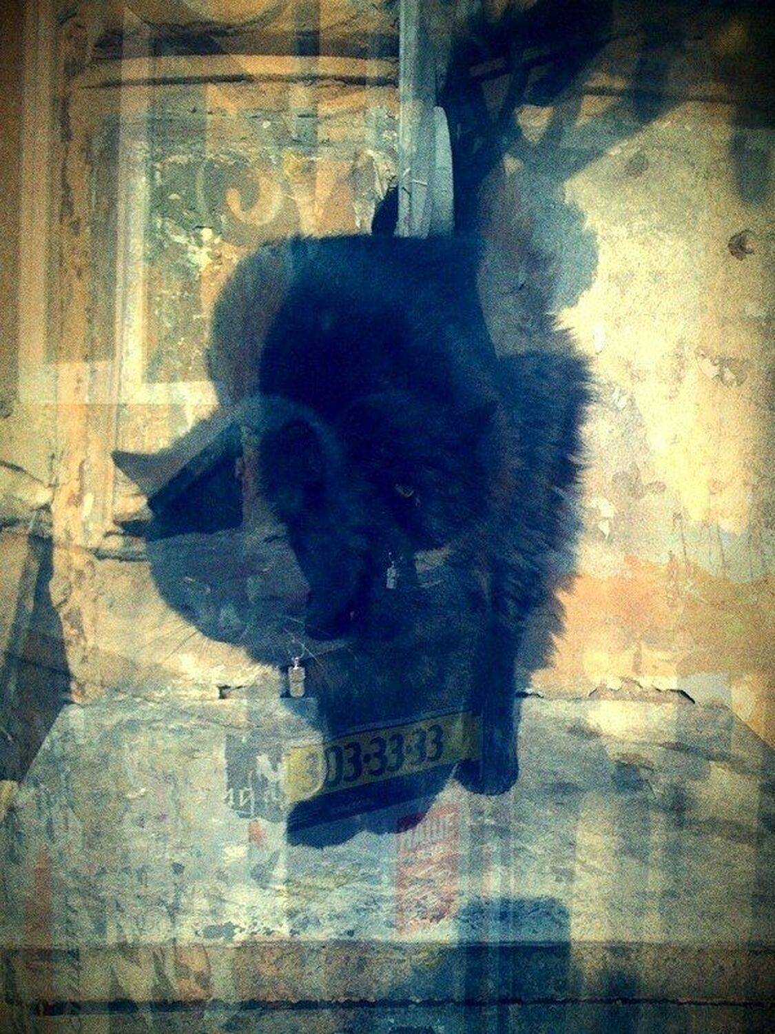 , Антон Лаба