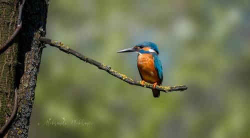 В желтой жаркой Африке