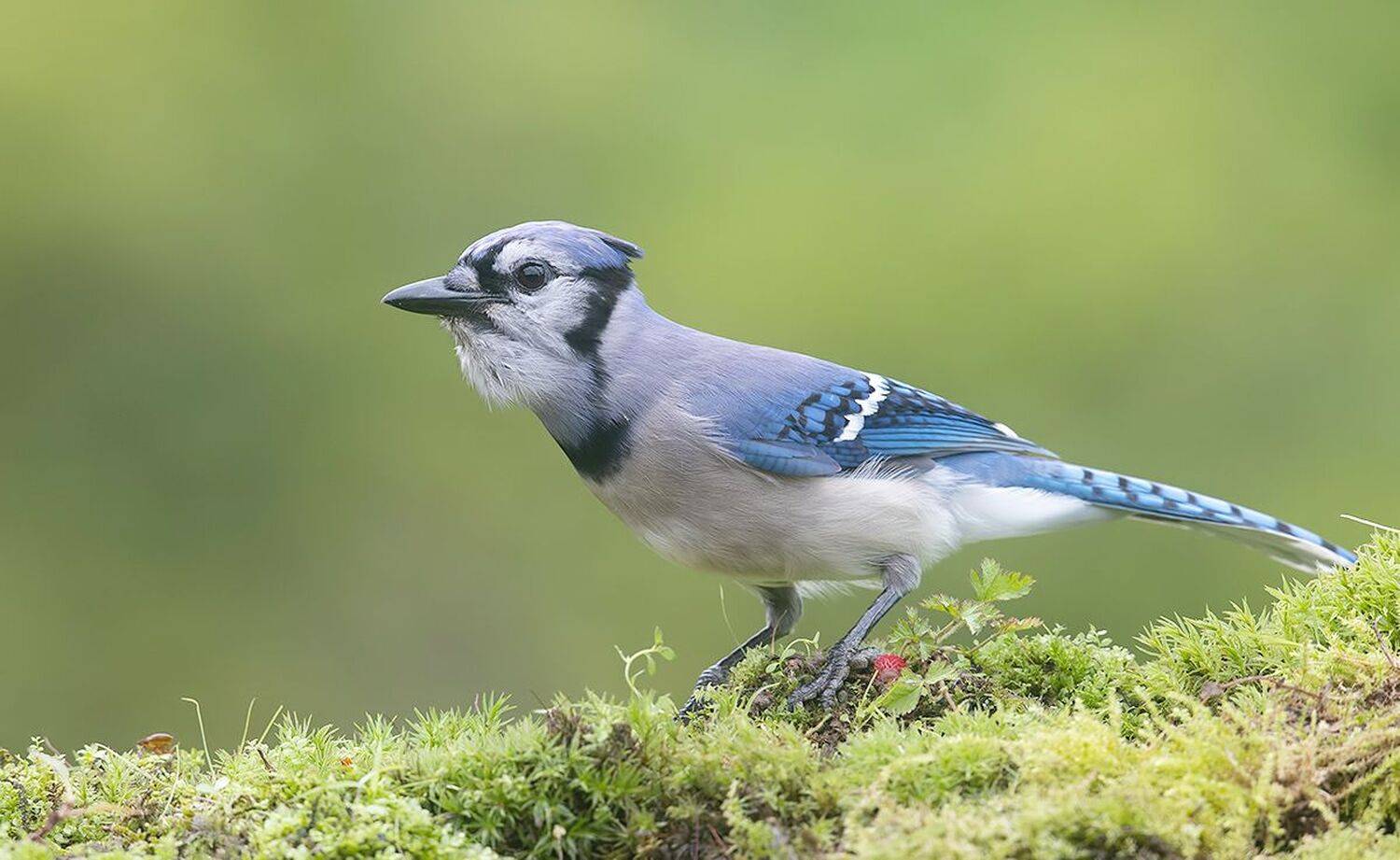 cойка, blue jay, jay,весна, Etkind Elizabeth