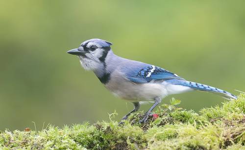 Blue Jay - Голубая сойка