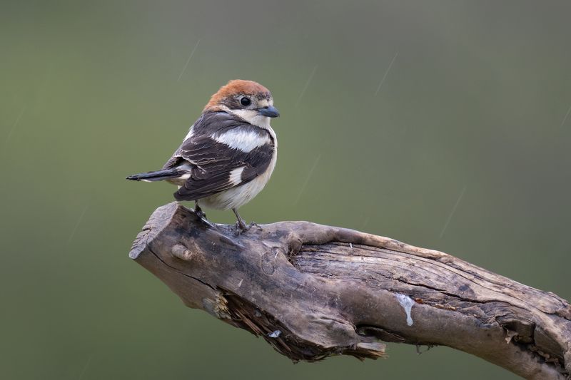 Lanius senator фото превью