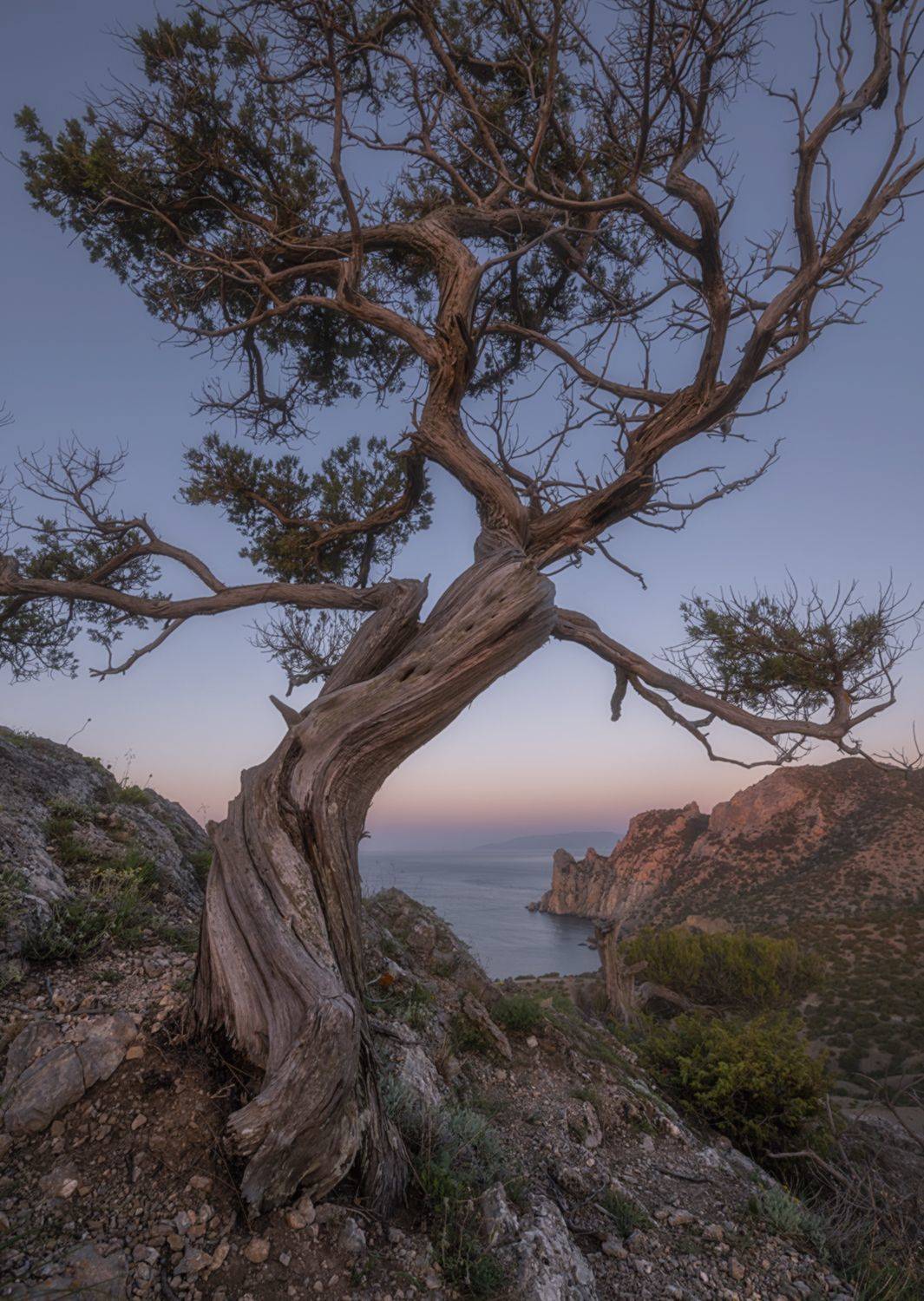 крым, новый свет, караул-оба, чикен-кая, можжевельник, рассвет, май, Мысливцев Николай