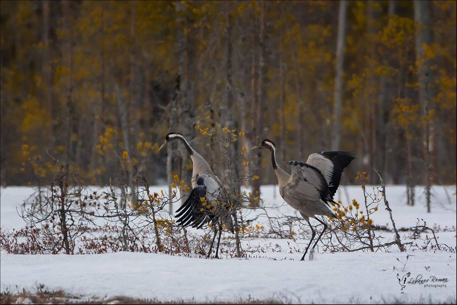 серый, журавль., карелия., национальный, парк, Лобанов Роман