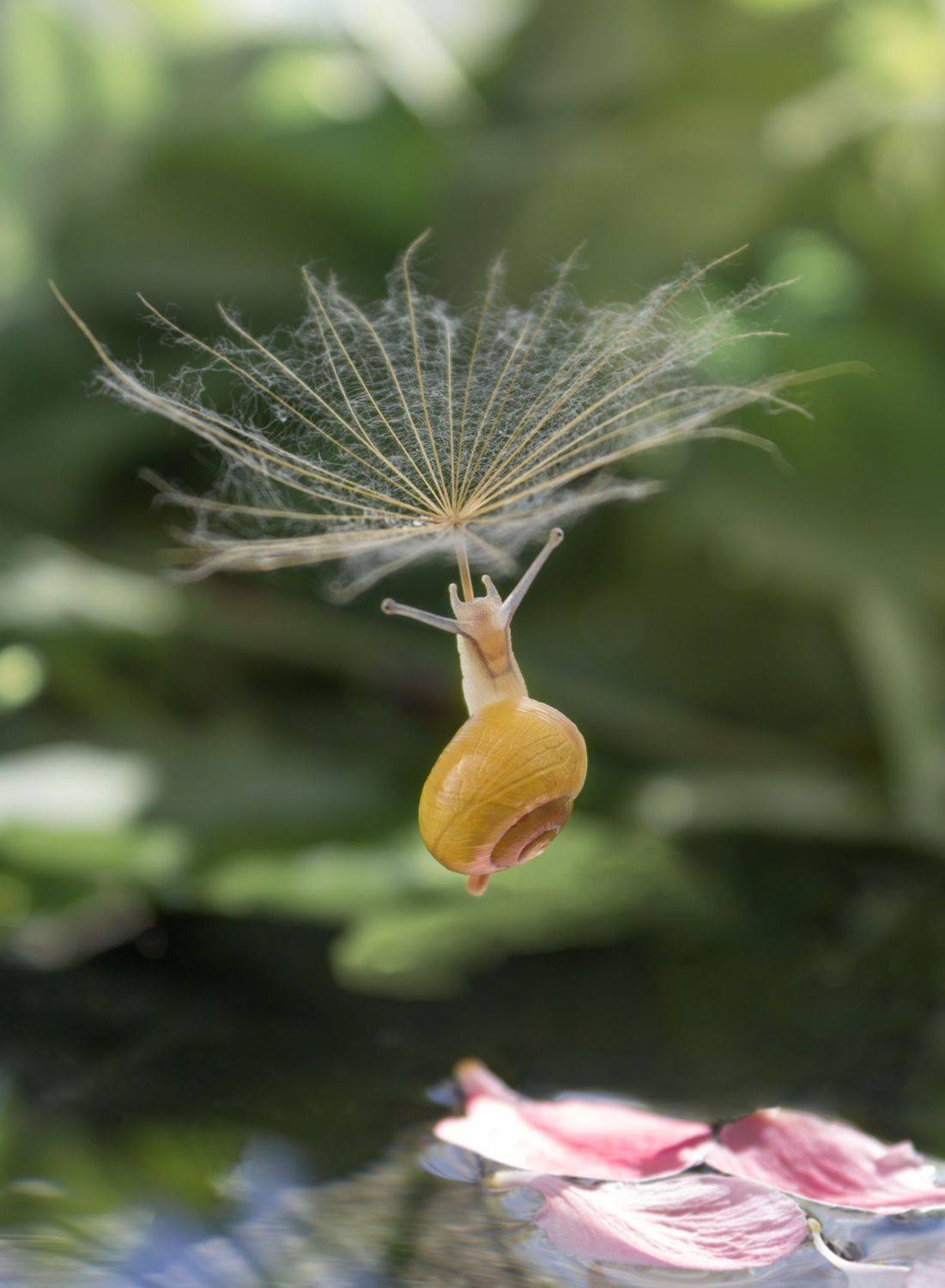 #snail #macro #dandelion #macrophotography #nature #wallpaper #макро, Вікторія Крулько