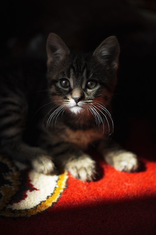 cat, kitty, pet, animal, portrait, коткотенок *** фото превью