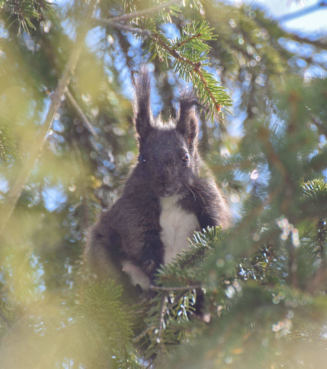 белка, камчатка, природа, животные, Наталья Королева
