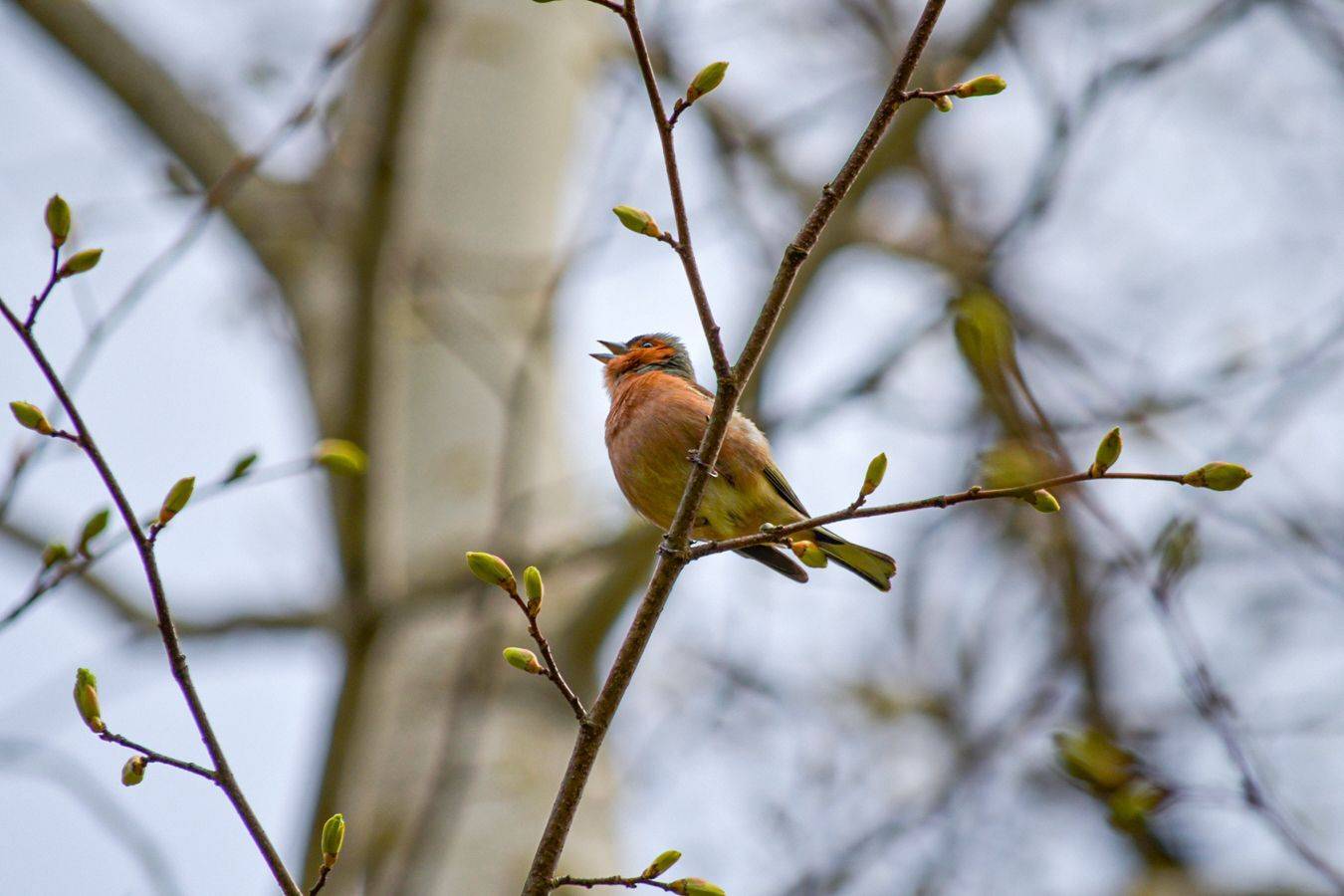 зяблик, КарОл