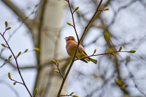 Зяблик. Весенняя трель.