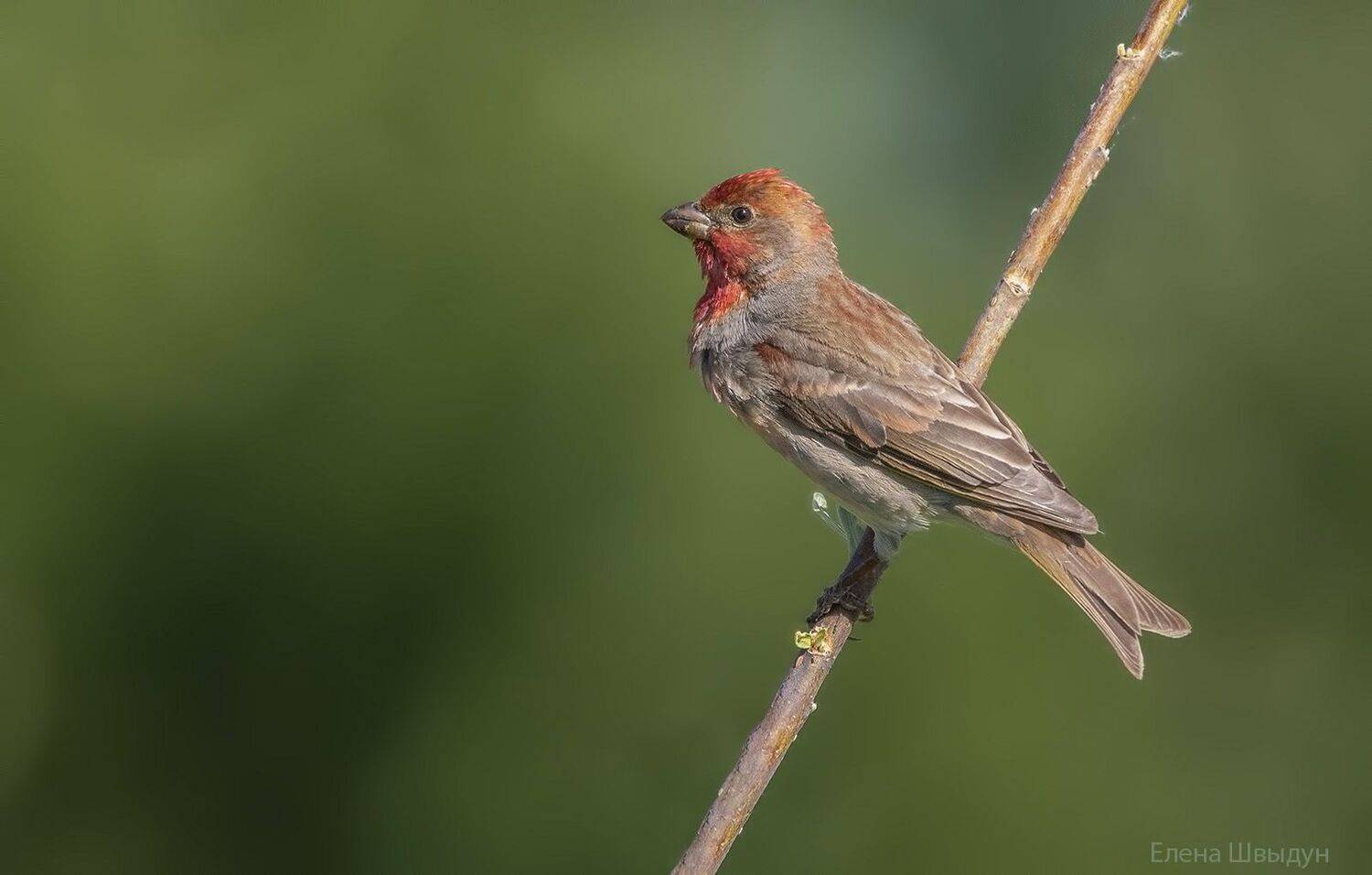 bird of prey, animal, birds, bird,  animal wildlife,  nature,  animals in the wild, common rosenfinch,чечевица, обыкновенная чечевица, Елена Швыдун