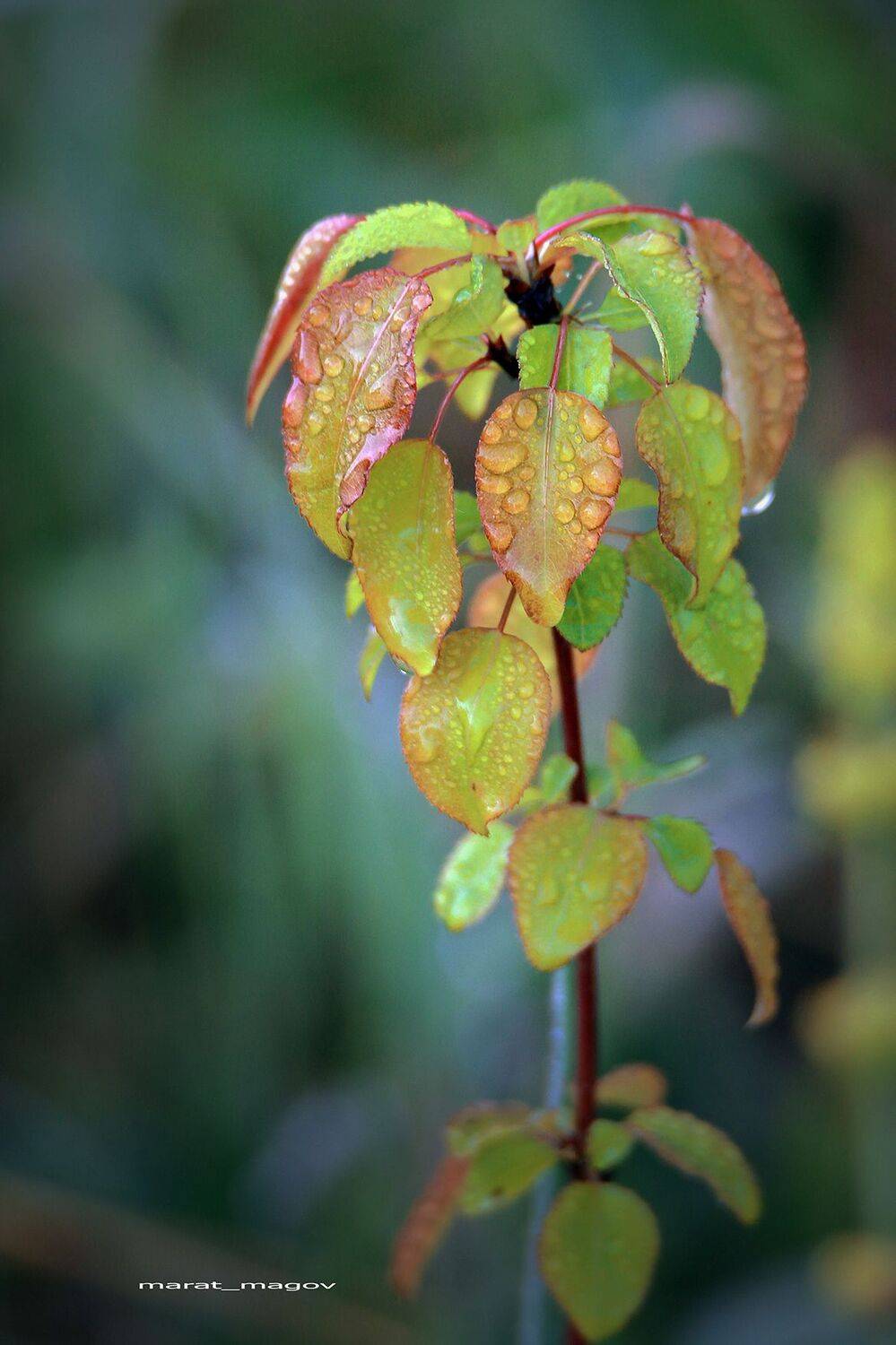 груша,дерево,роса,дагестан,, Magov Marat