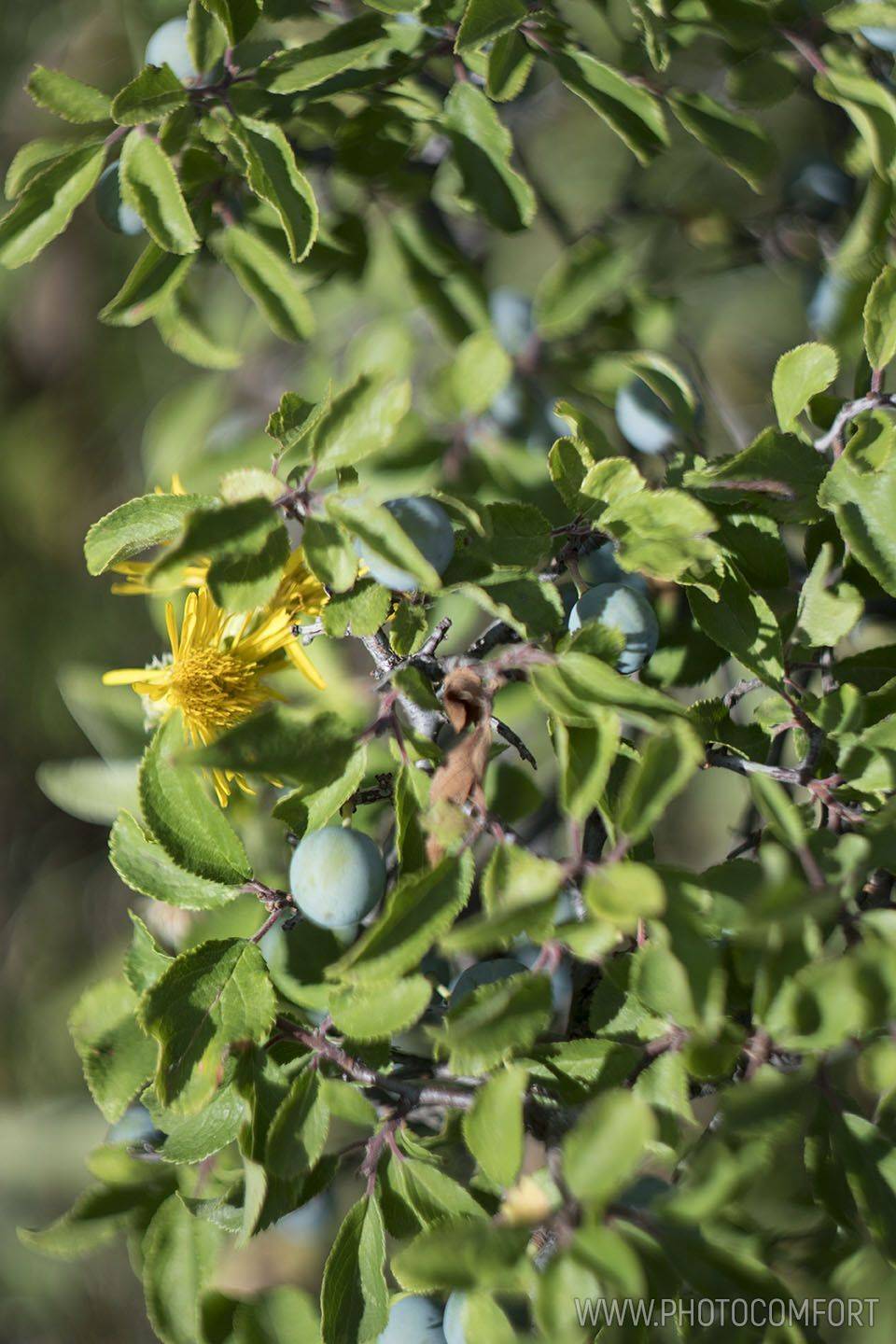 , Елена Ковригина