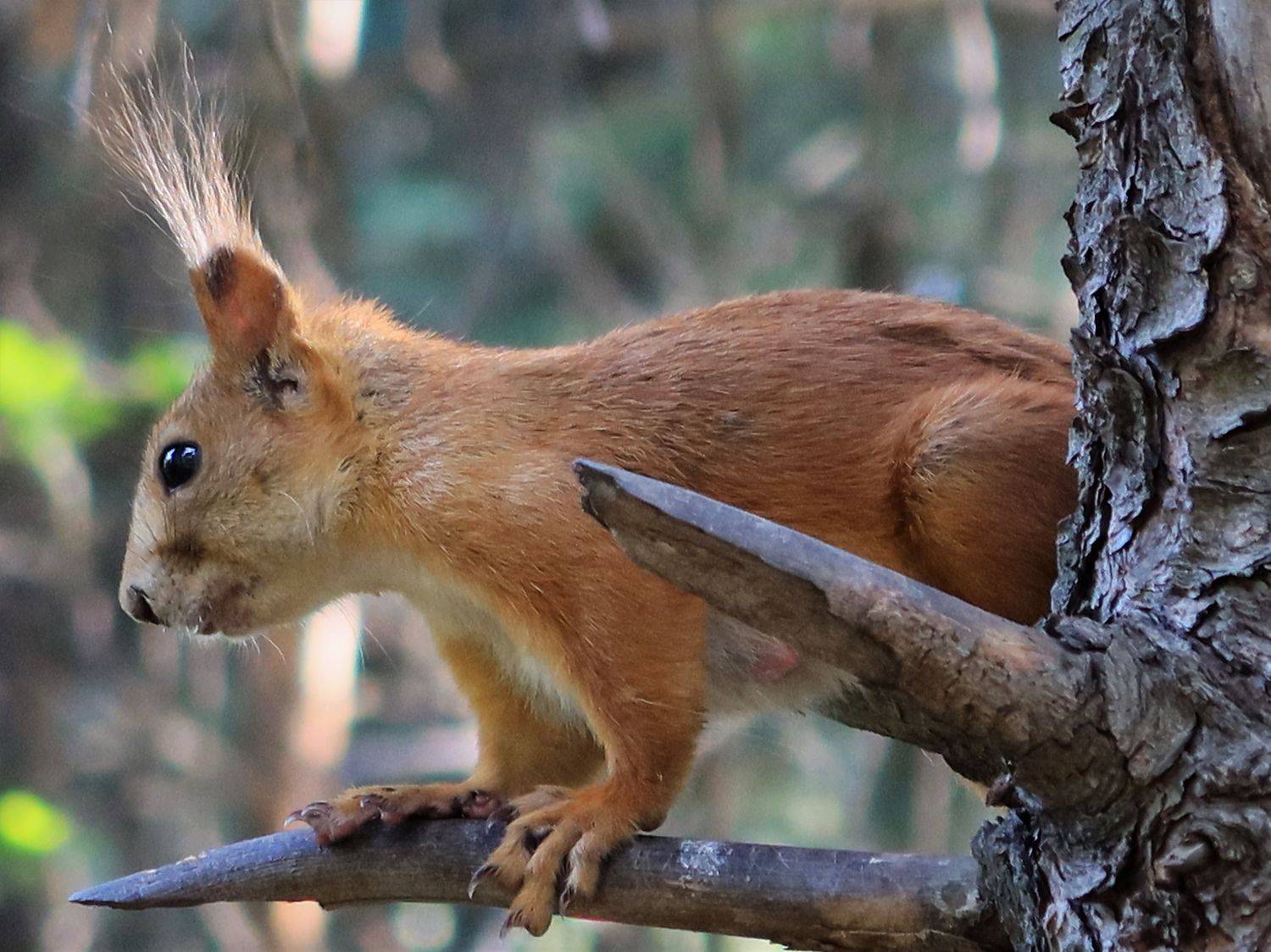 животные,дерево,белка, Козлова Галина