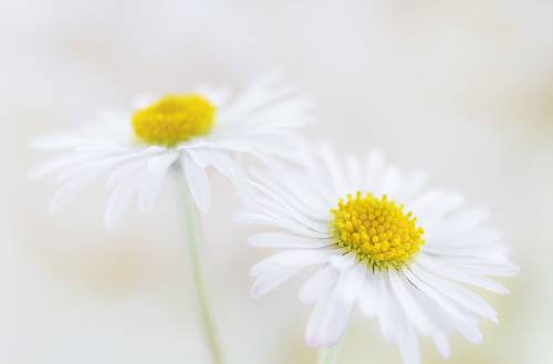 Tenderness of flowers
