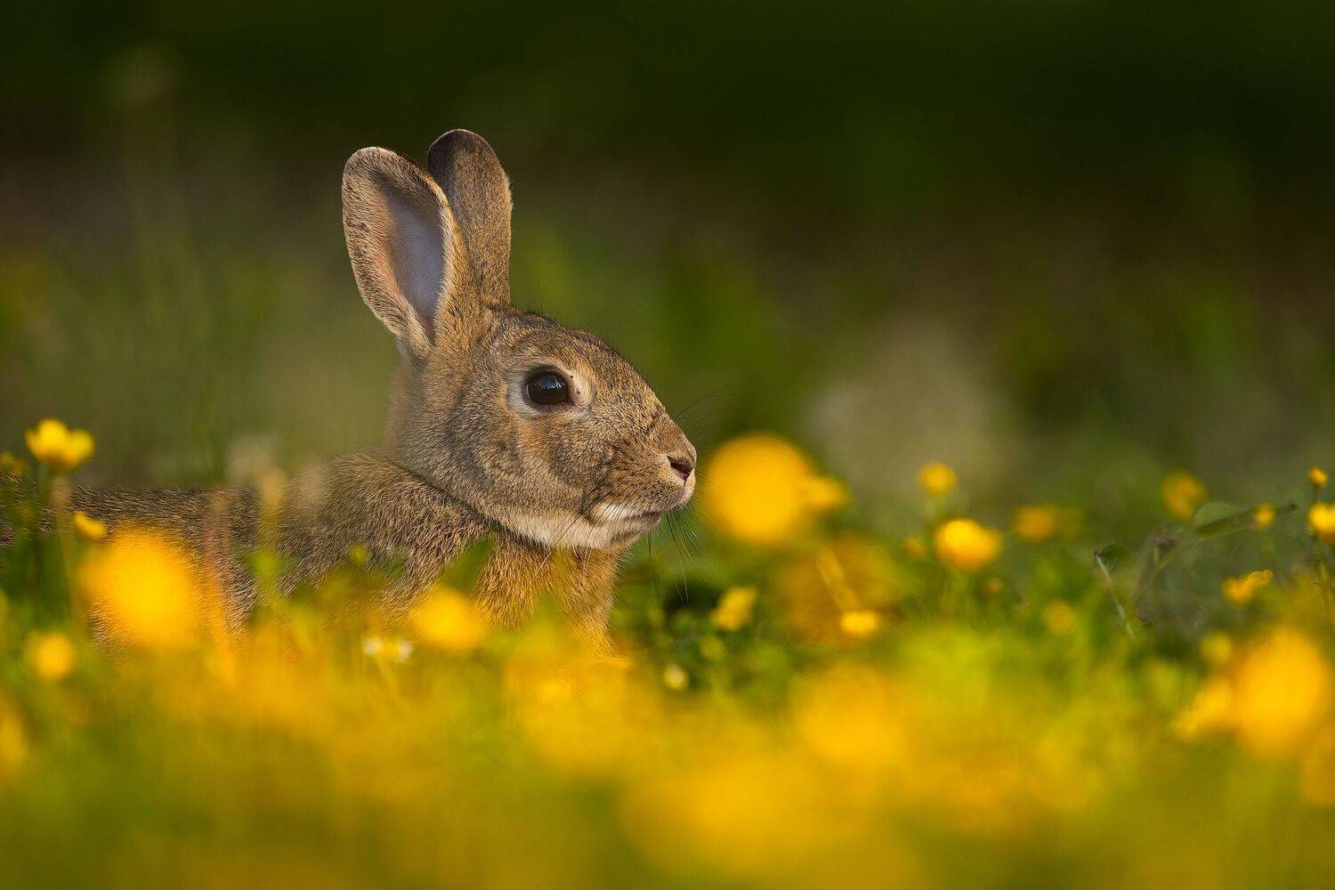 , Robert Adamec