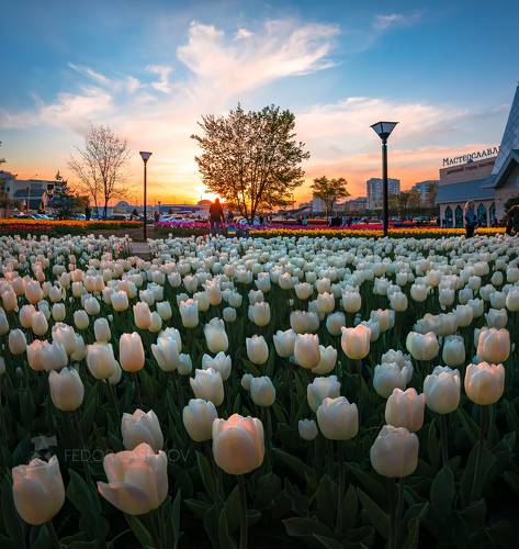 Тюльпаны на закате