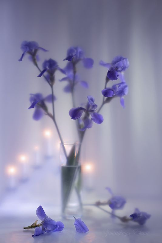 ***ирисы фото превью