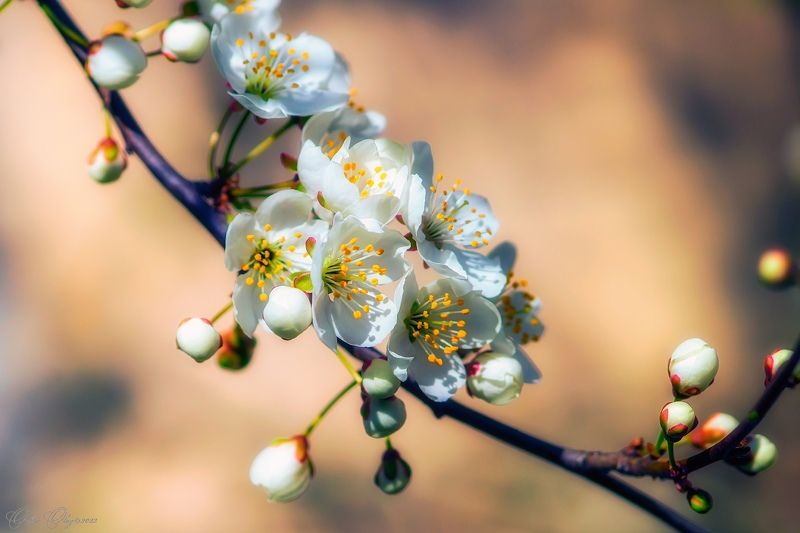 Первая вишня... фото превью