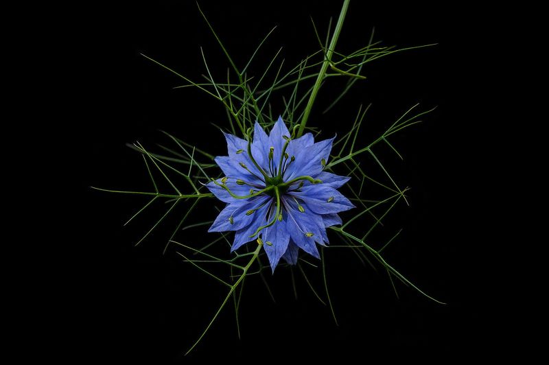 Nigelle de Damas фото превью