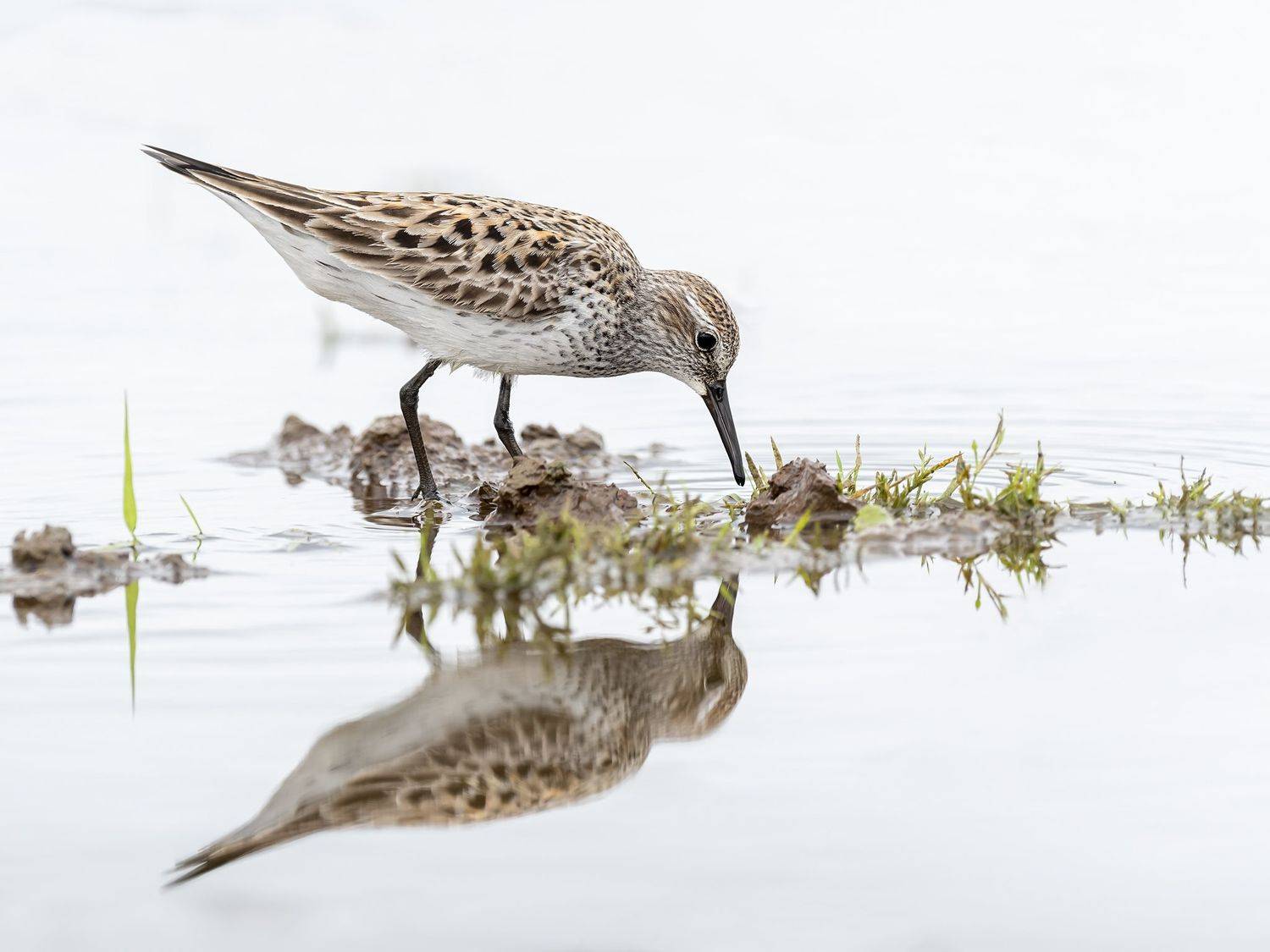 , Fernando Burgalin Sequeira