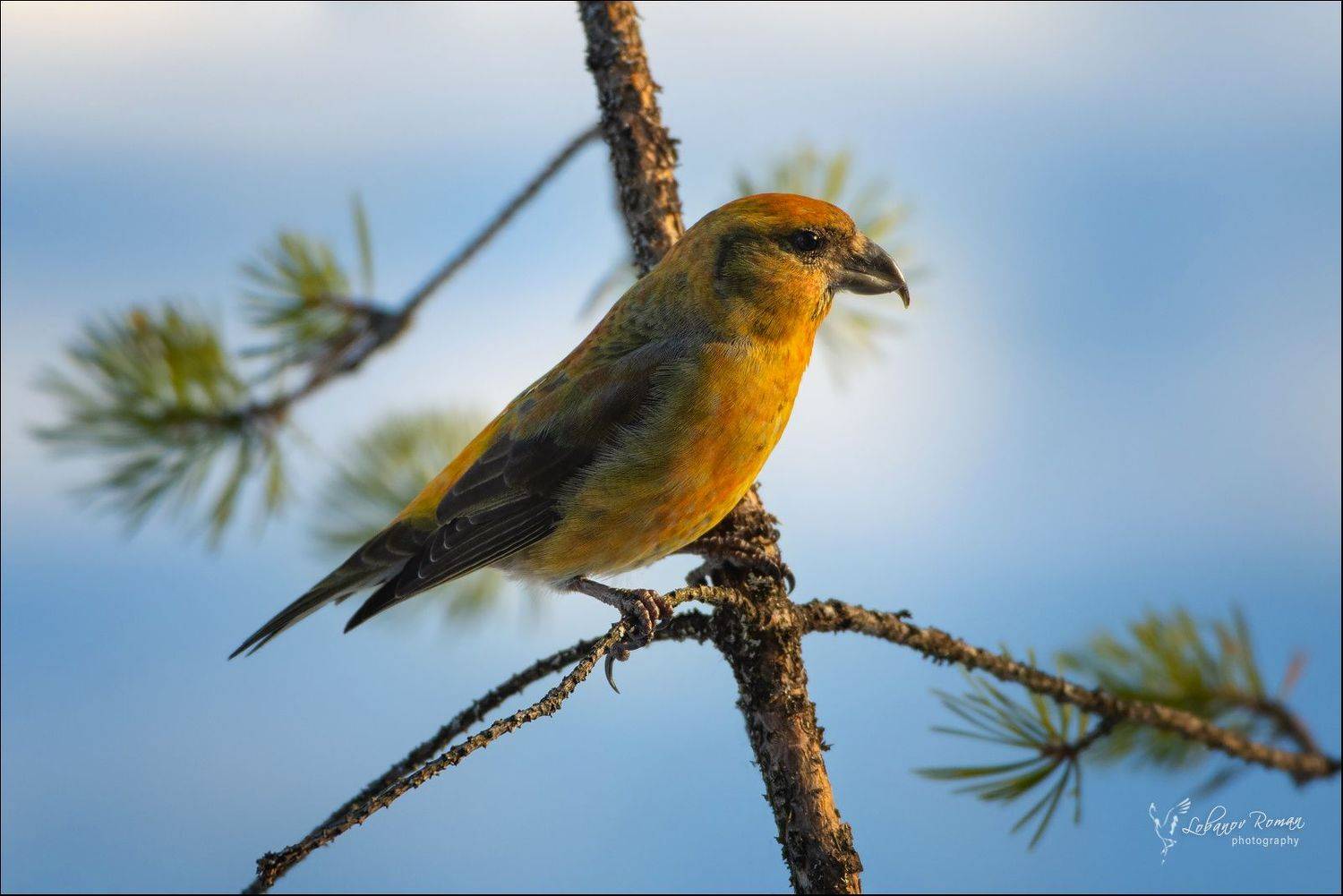 Карелия. Национальный парк "Водлозерский" Лобанов Пересвет, Лобанов Роман