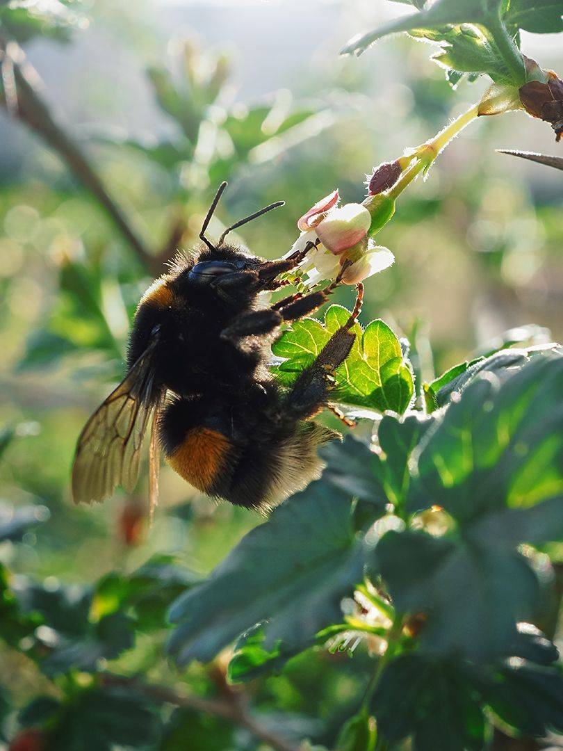 , Сергей Калёв