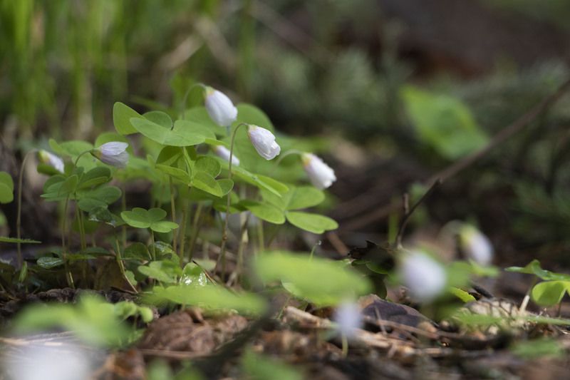 цветы, природа, лес Кислица фото превью