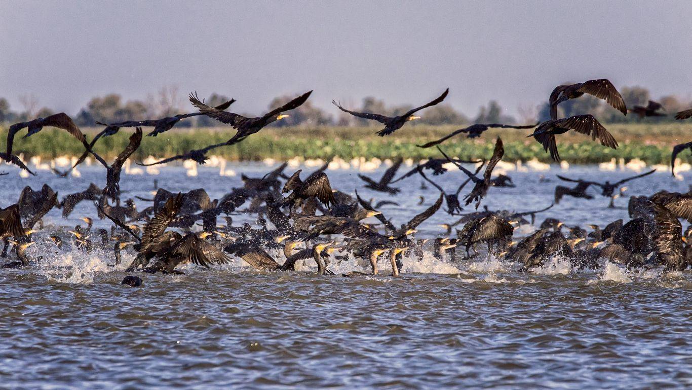 бакланы. фотоохота., Анатолий Салтыков