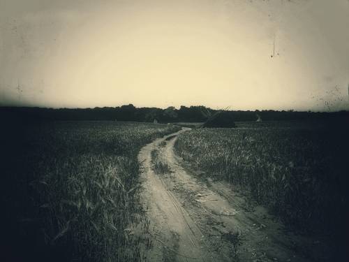 between wheat fields