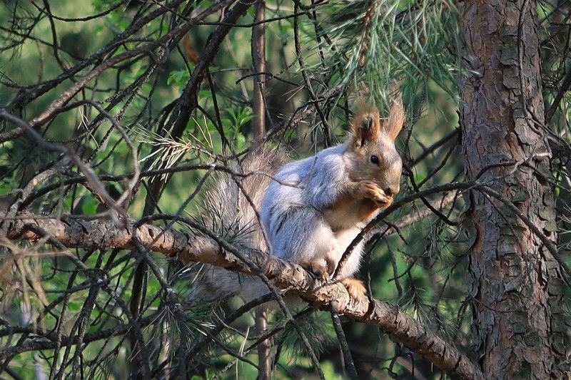 белка,лес,сосна,весна На ветвях сосны фото превью