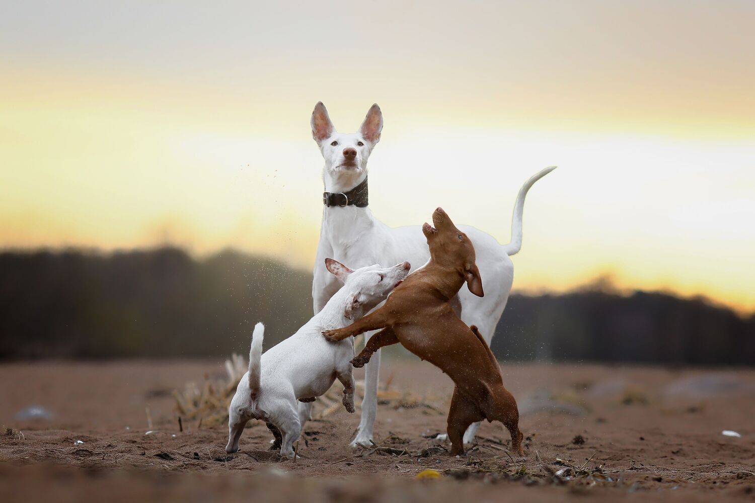 , Андрей Ершов