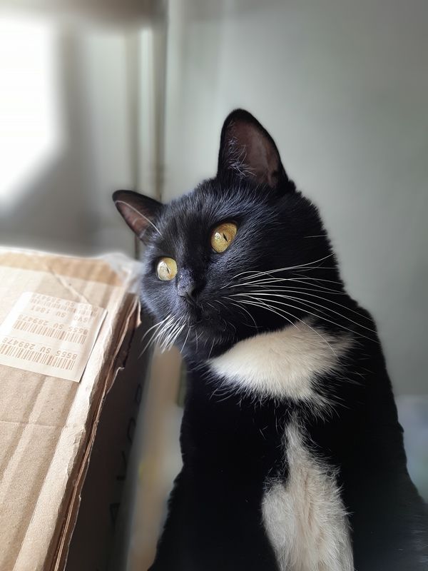 Квартира. Полдень. Кошка фото превью