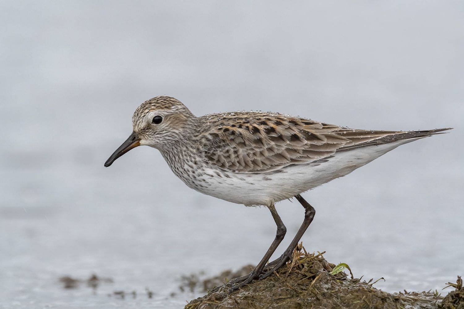 , Fernando Burgalin Sequeira