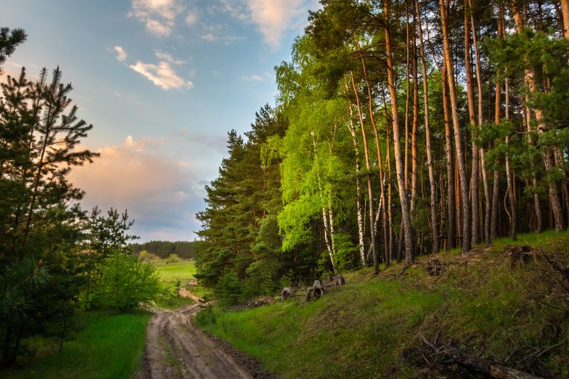 лес на реке Оскол фото превью