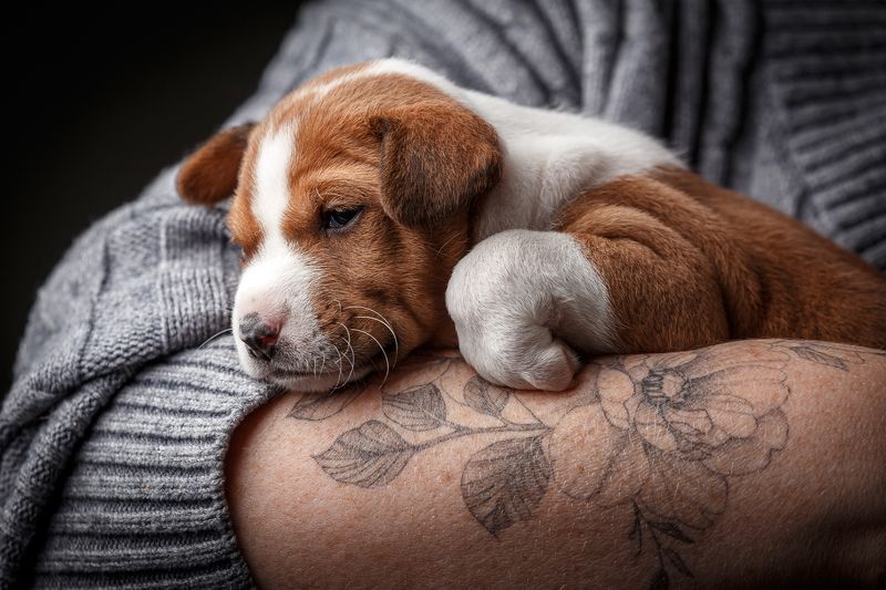 басенджи, щенок, собака, животные, тату, татуировки, pets, basenji, dogs, dog, puppy Я еще маленький фото превью