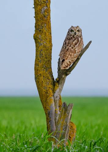 Болотная сова.