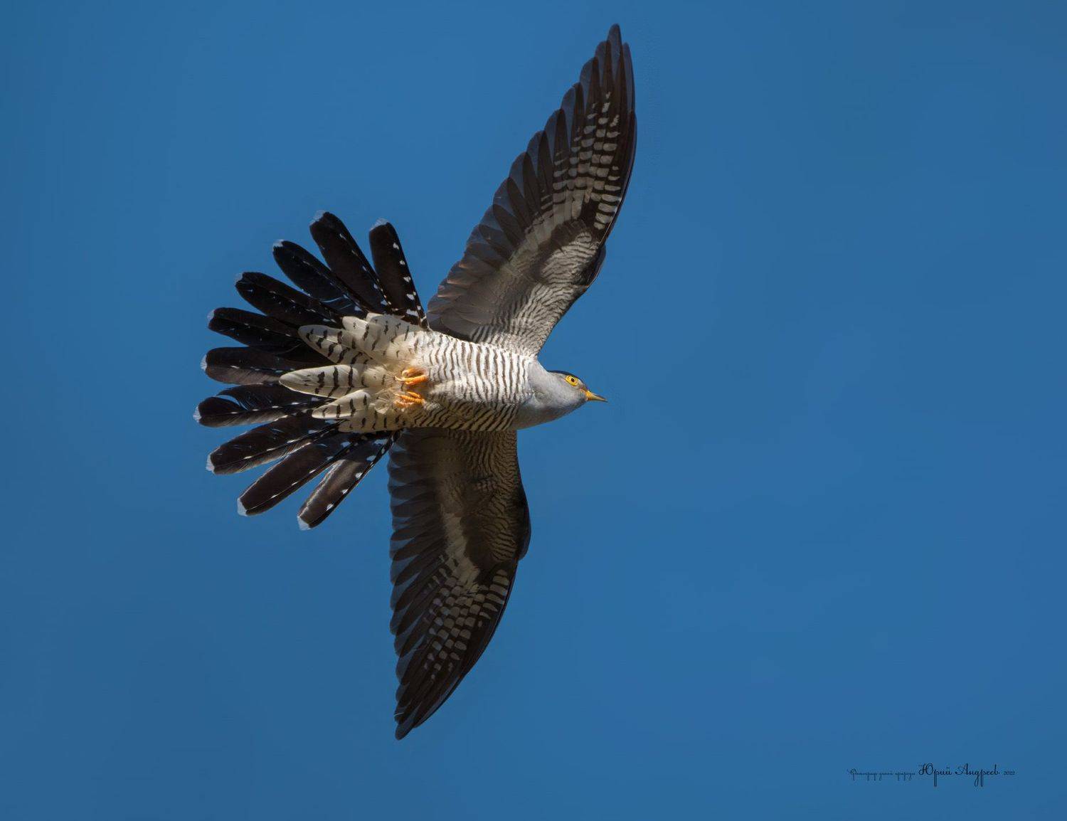кукушка, полёт, ку-ку, cuculus canorus, Юрий Андреев