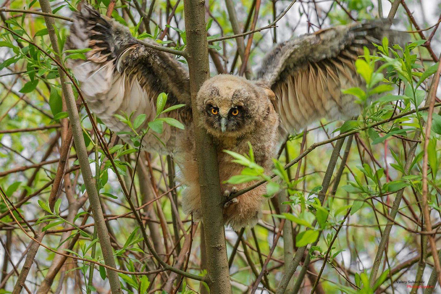 , Валерий Субачев