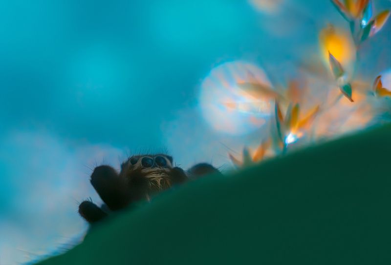 *** фото превью