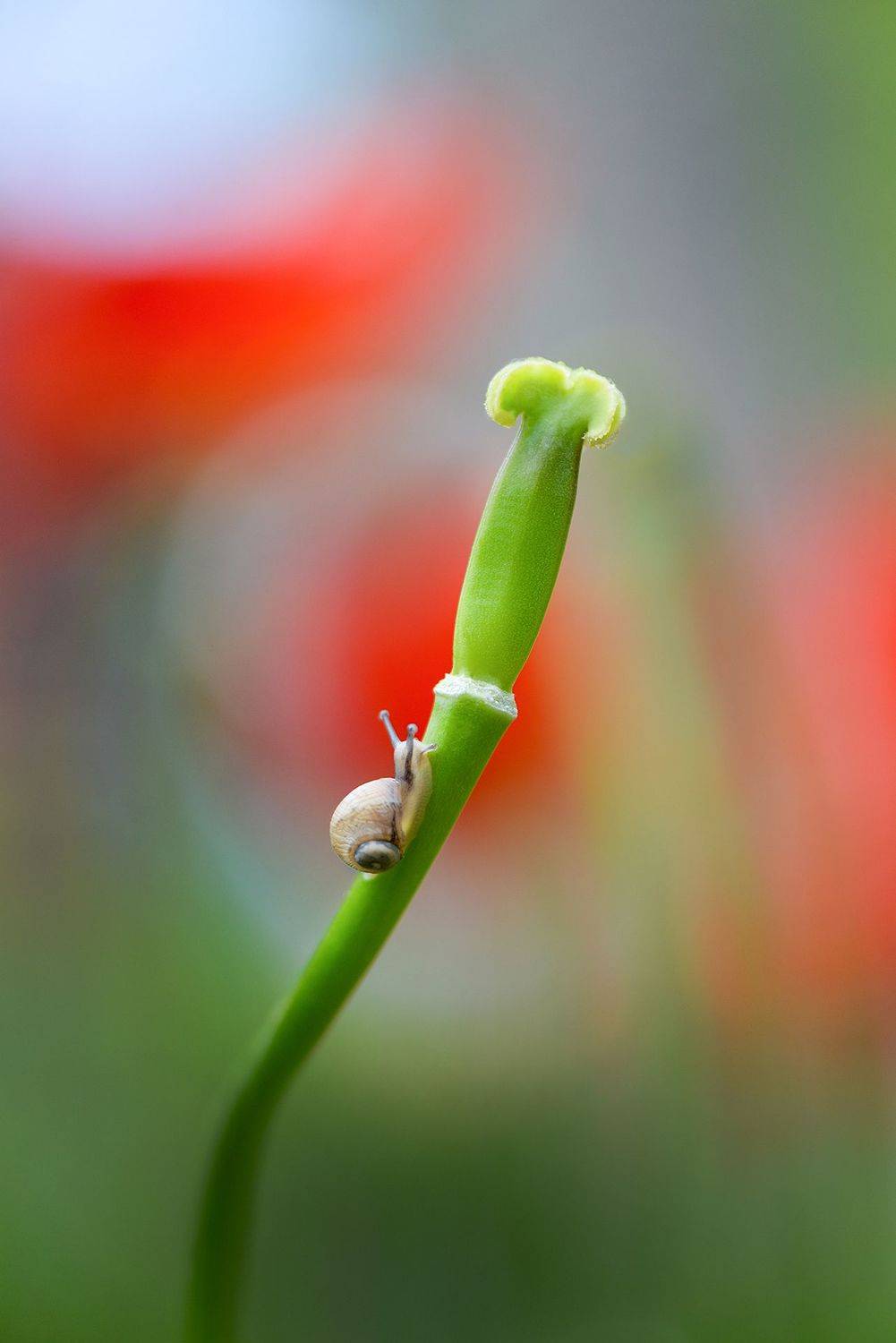 макро, макросказки, макроистории, улитки, вчувствование, созерцание, тишина, покой, лес, природа, красота, тюльпаны, цветы, Быканова Виктория