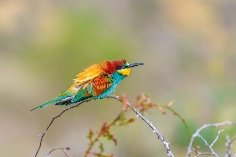 European bee-eater (Merops apiaster)... фото превью