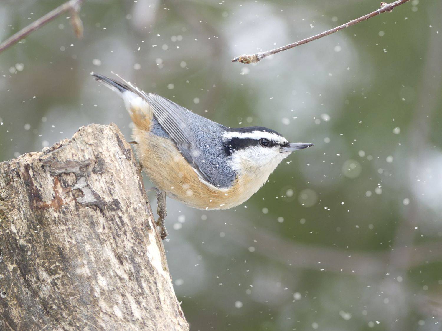 #photography #animallovers #doggo #mascotas #adoptdontshop #reptiles #bhfyp #lovedogs #o #dogslife #cuteanimals, ali bakhshi