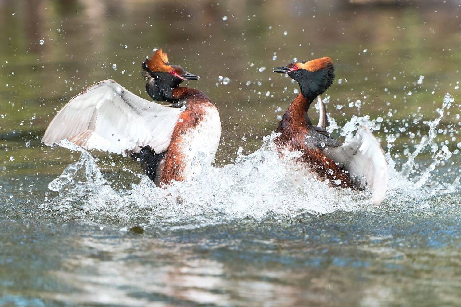 птицы, поганка, красношейная, природа, Стас