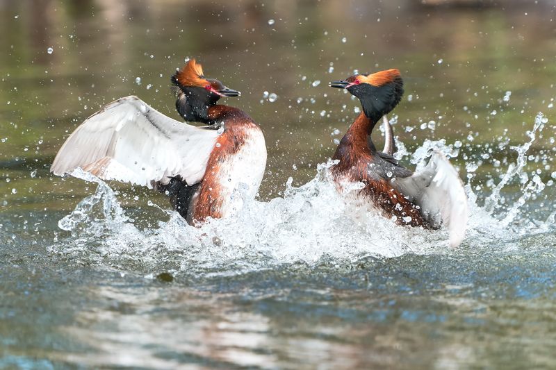 птицы, поганка, красношейная, природа Драка красношейных поганок :) фото превью
