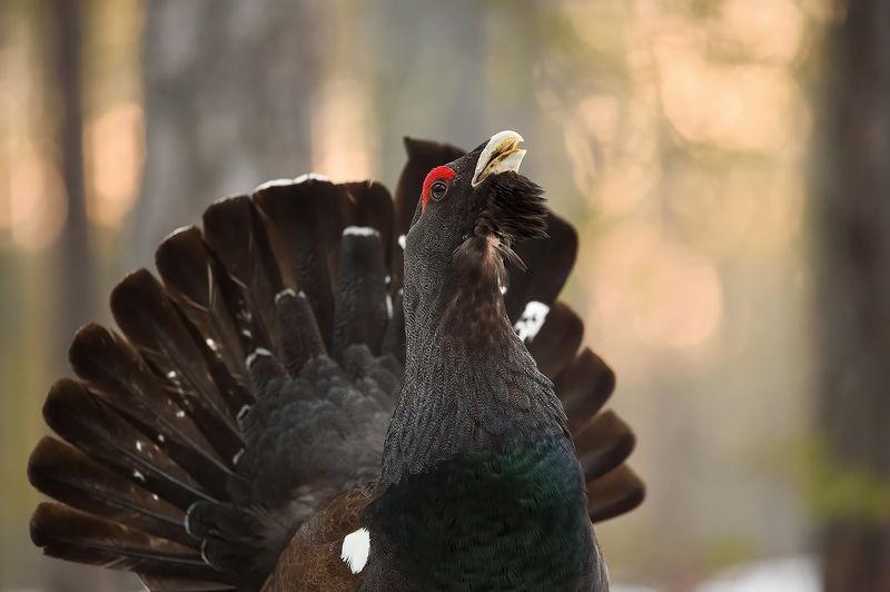 Глухари. фото превью